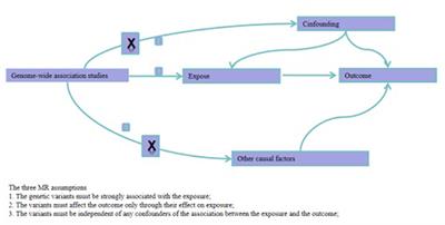 Trimethylamine N-oxide and its precursors in relation to blood pressure: A mendelian randomization study